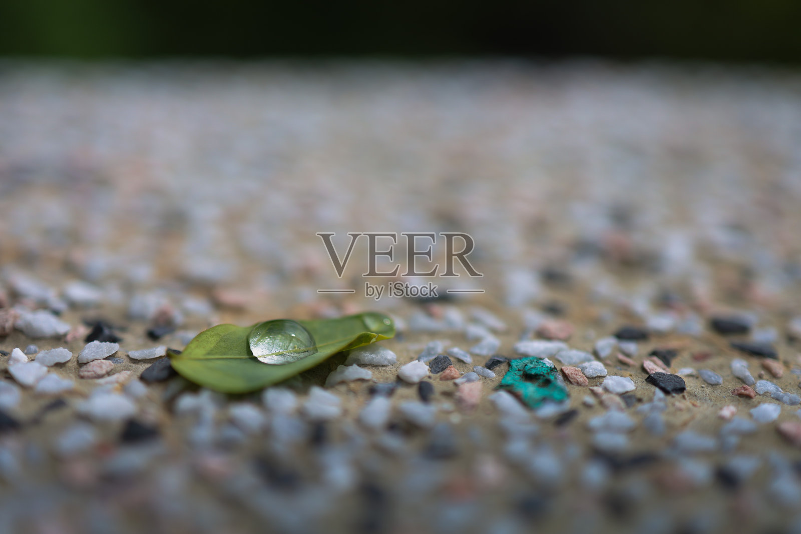 叶子和地上的水照片摄影图片