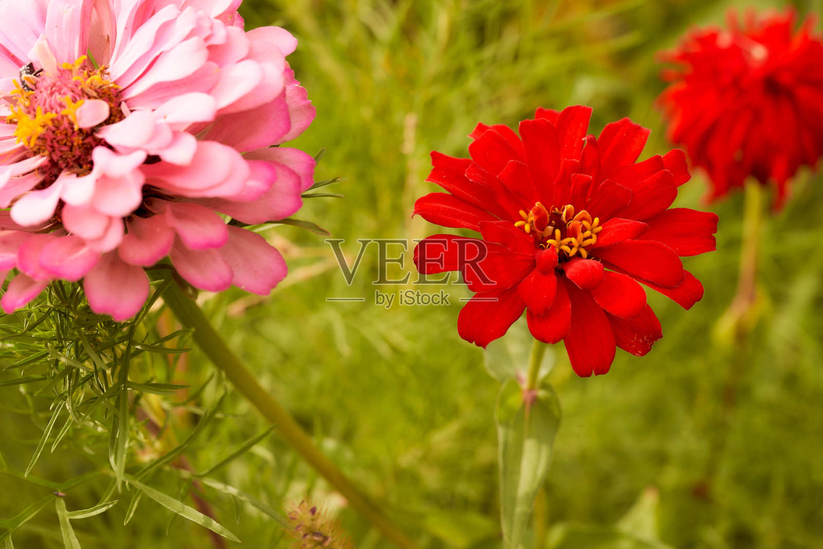 锌是一种一年生草本植物，属蕨科蕨属的一种。百日草和矮牵牛花的杂交品种都很优雅照片摄影图片