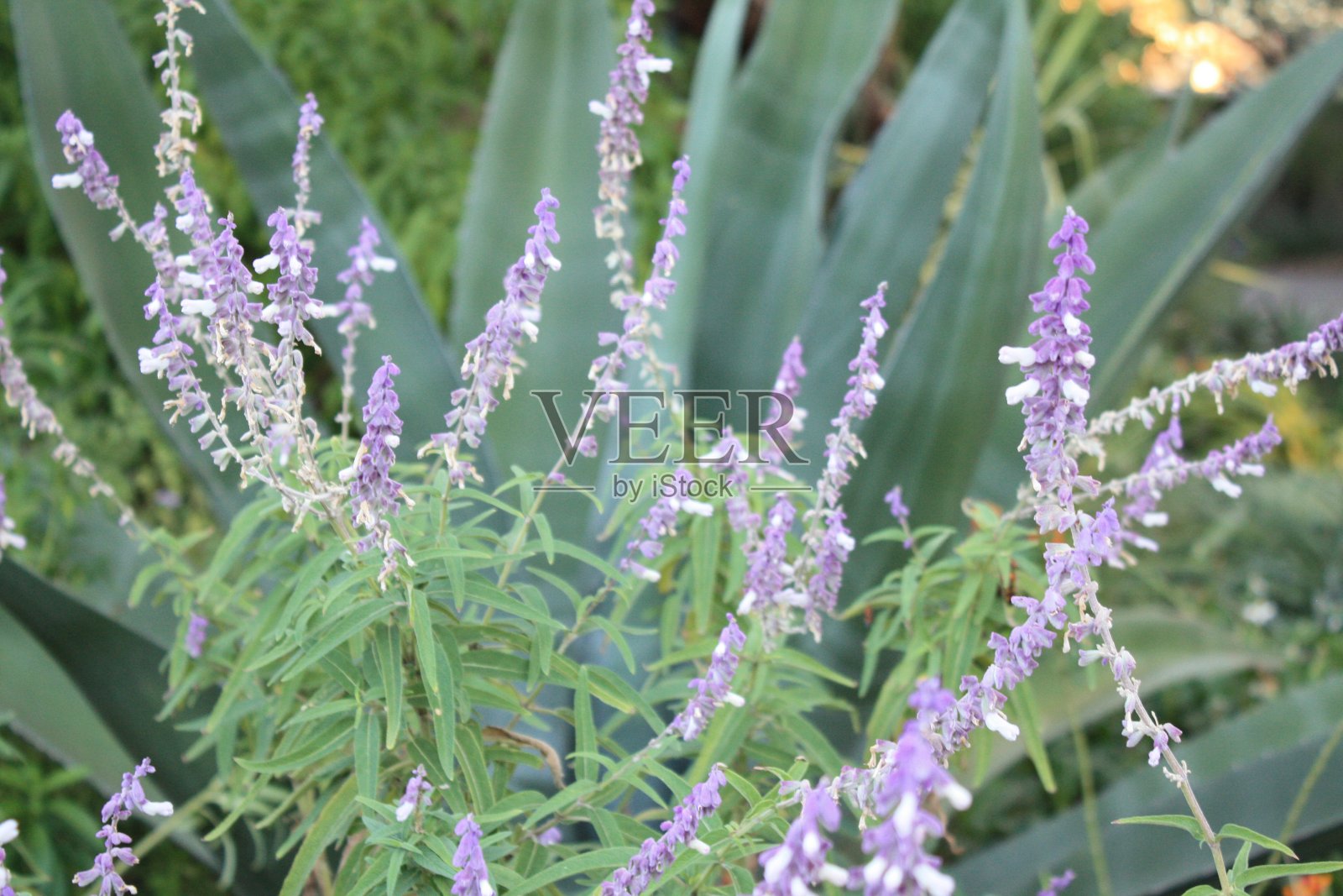 紫色的花直接照片摄影图片