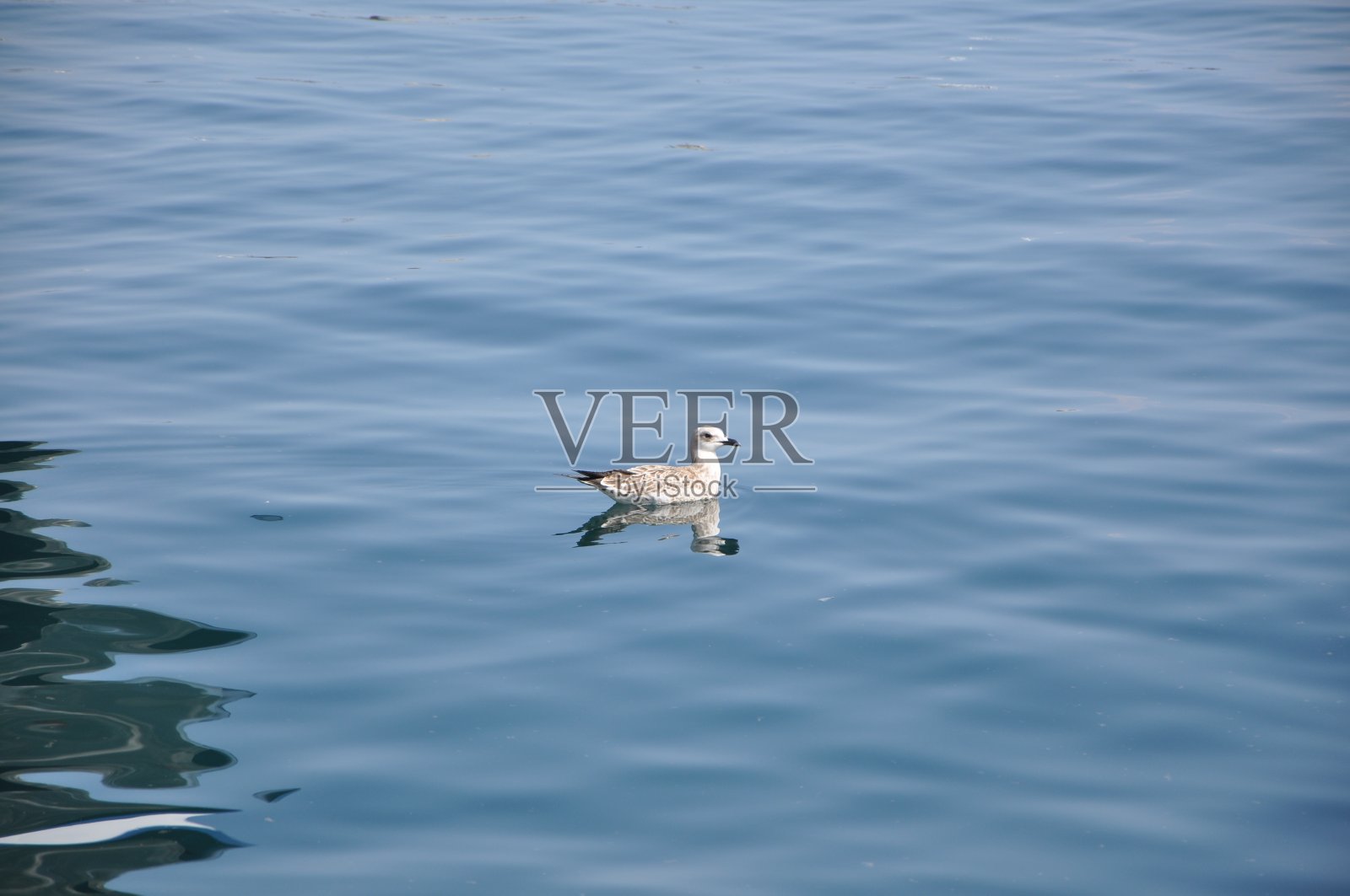 海鸥漂浮在蓝色的亚得里亚海上照片摄影图片