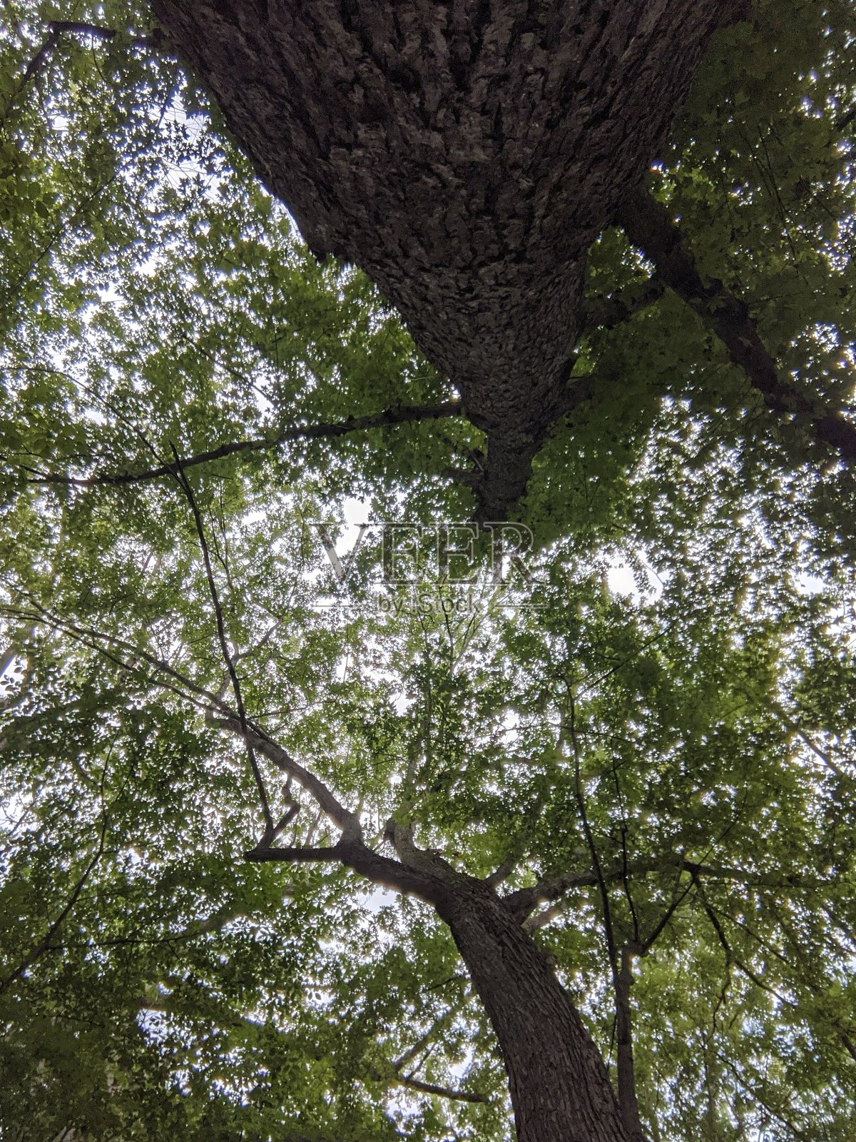从下面看绿色树叶的树。照片摄影图片