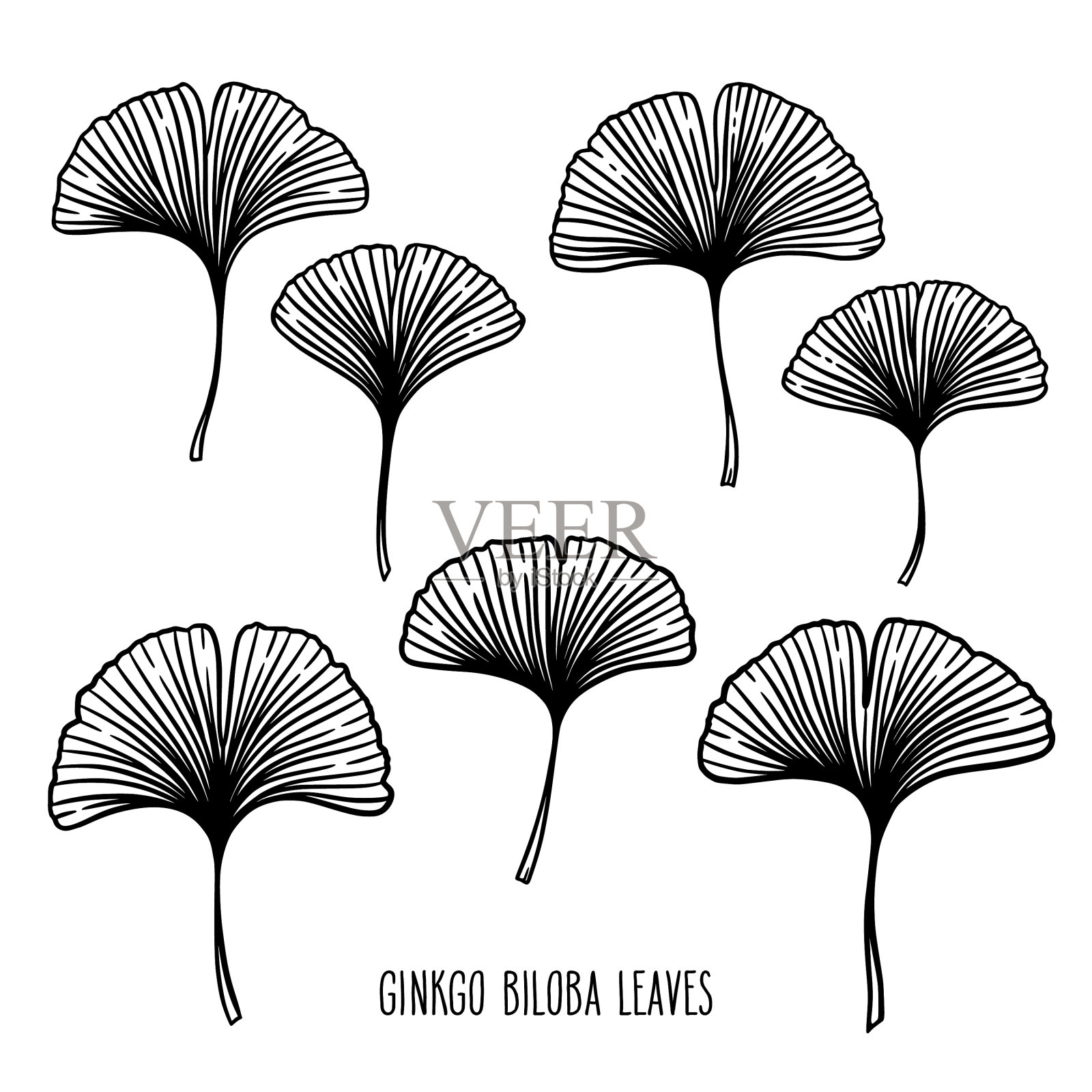 银杏叶集插画图片素材