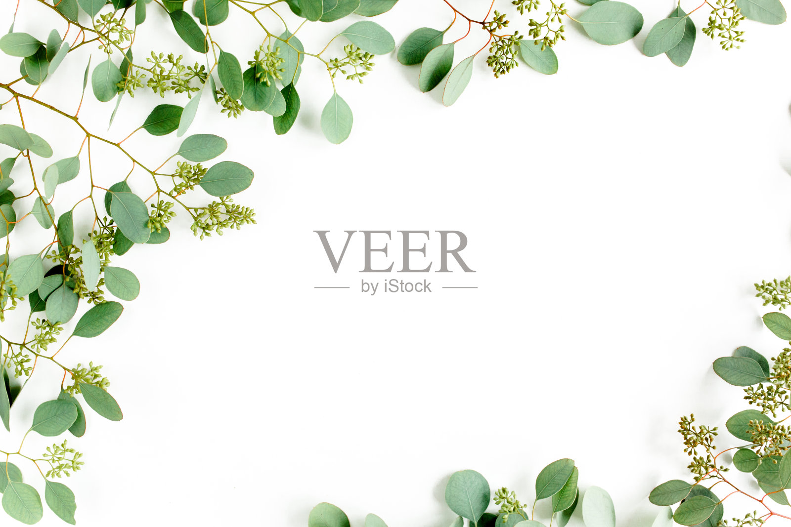 框架边界由桉树杨树的叶子与浆果形式的果实在白色的背景。平躺，俯视图。植物的概念照片摄影图片