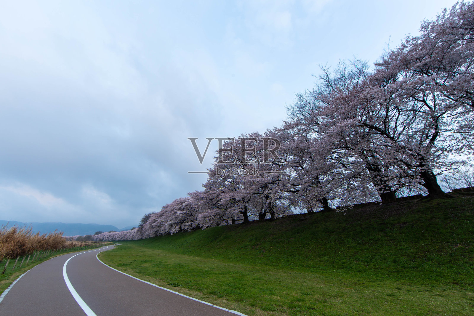 一条有白色线条的道路，一条河岸和一排樱花树照片摄影图片