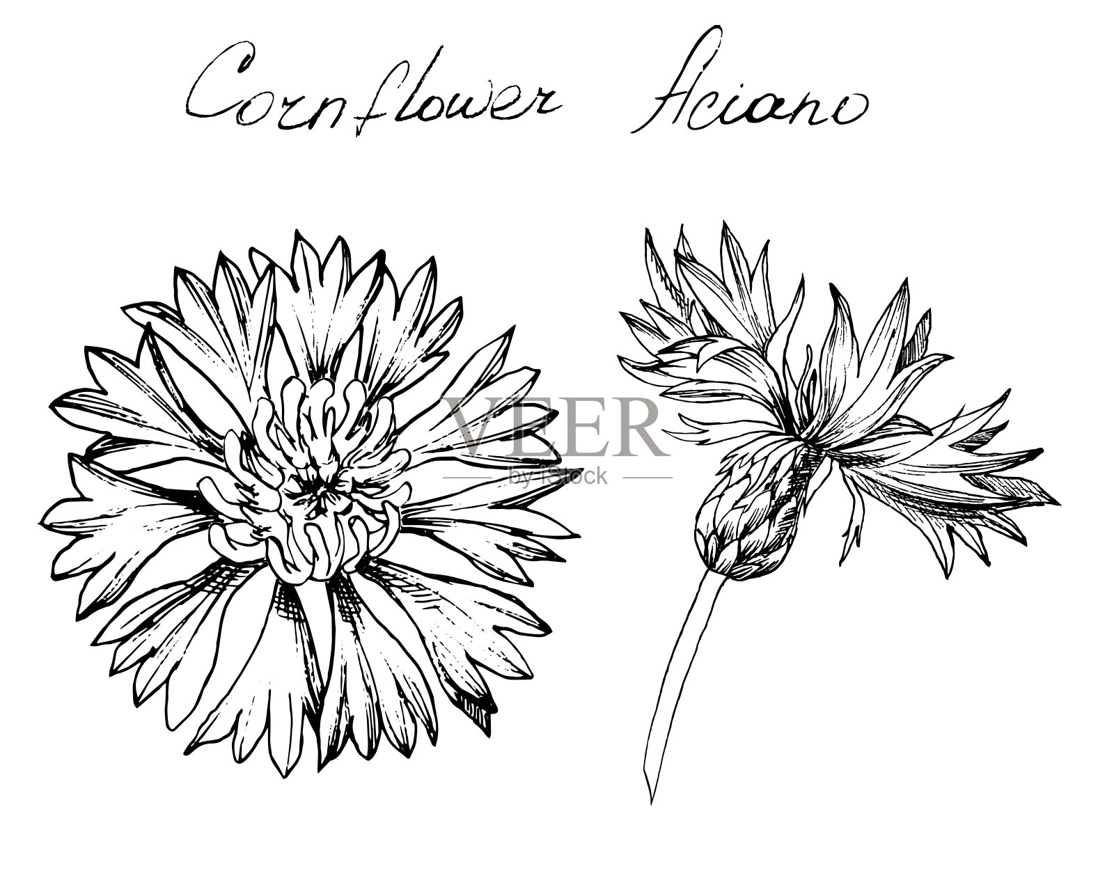 矢车菊植物插图插画图片素材