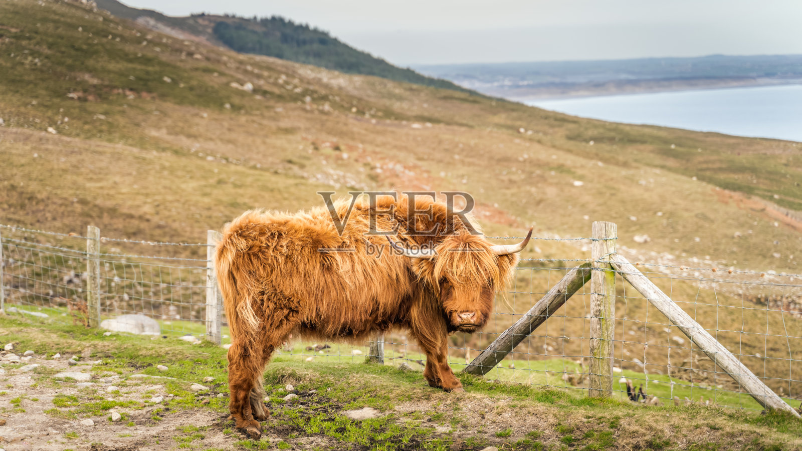 长毛，姜黄色苏格兰高地牛照片摄影图片