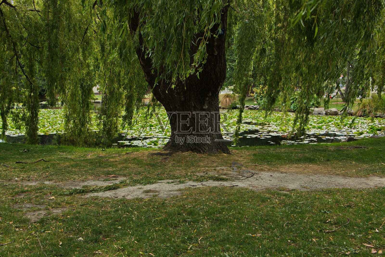 新西兰南岛奥塔哥的皇后镇花园照片摄影图片