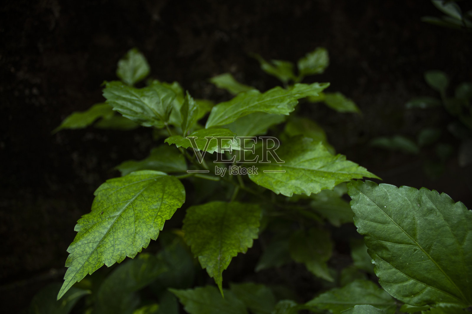 木槿的叶子照片摄影图片