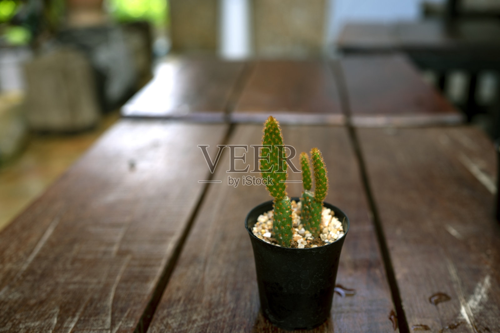 塑料盆里的仙人掌。照片摄影图片