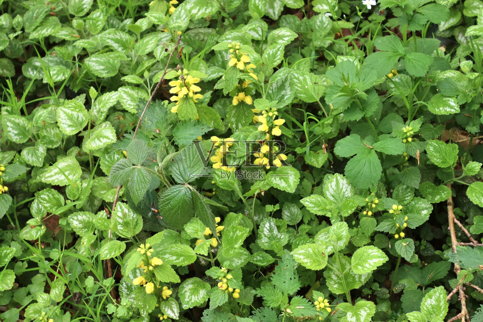 美丽的绿叶植物和不同的树篱和墙壁照片摄影图片