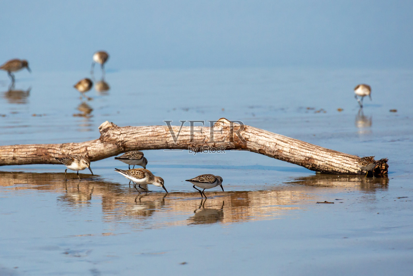 在俄勒冈海岸寻找食物的半肢矶鹬照片摄影图片