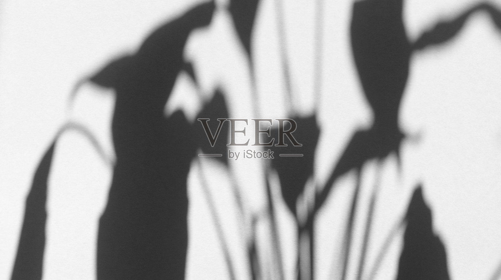 树叶的阴影在灰色蜡笔纸上。抽象的单色backgorund。股票的照片。照片摄影图片