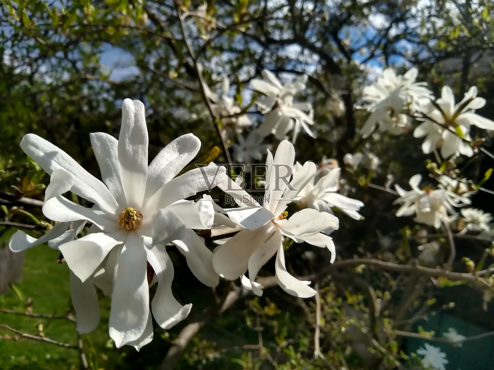 美丽的盛开的星形玉兰照片摄影图片