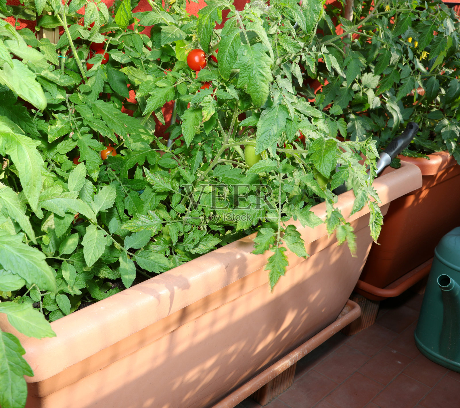 城市花园种植蔬菜的花盆内照片摄影图片