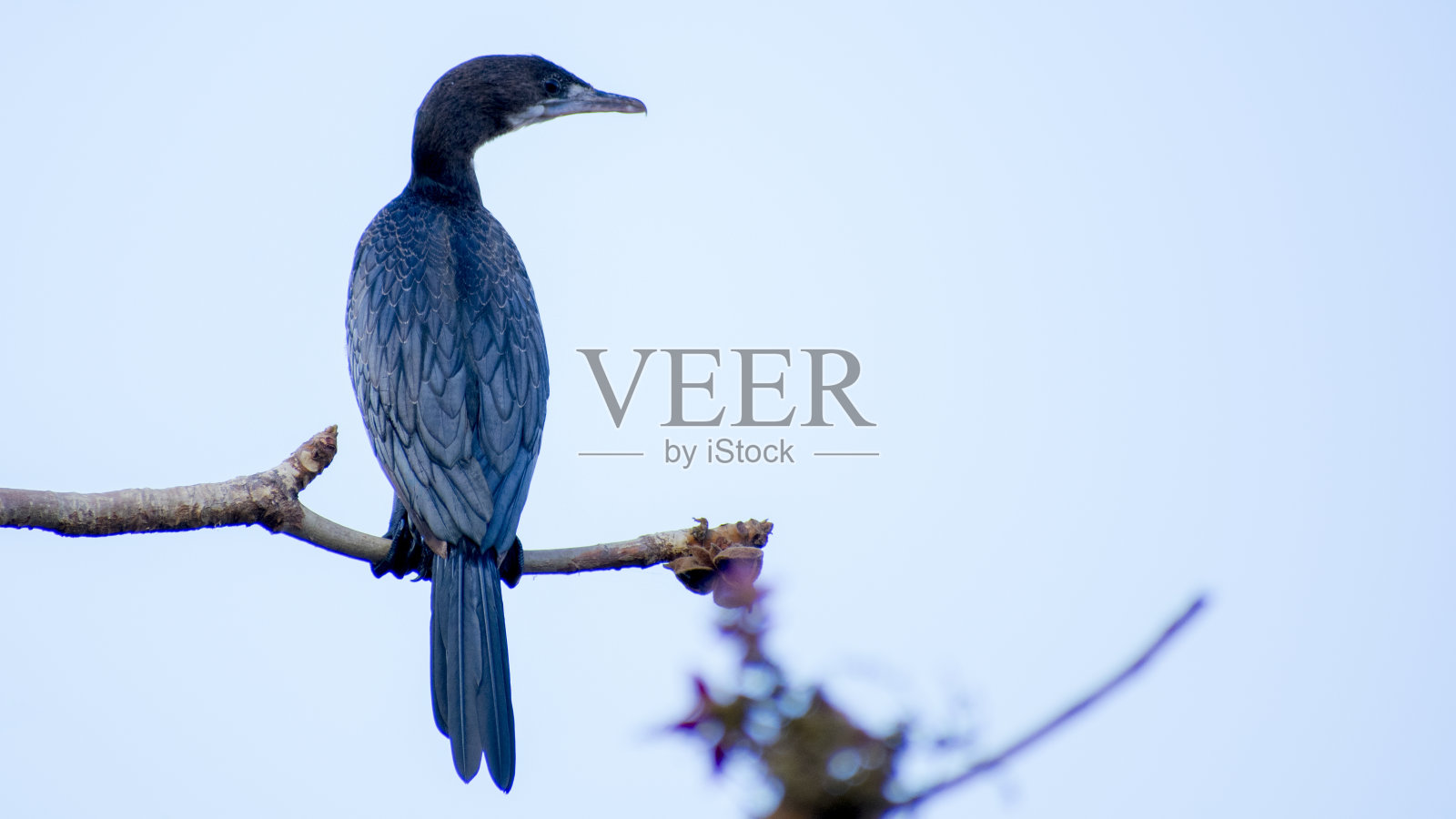 小鸬鹚黑喙鸬鹚在树上照片摄影图片