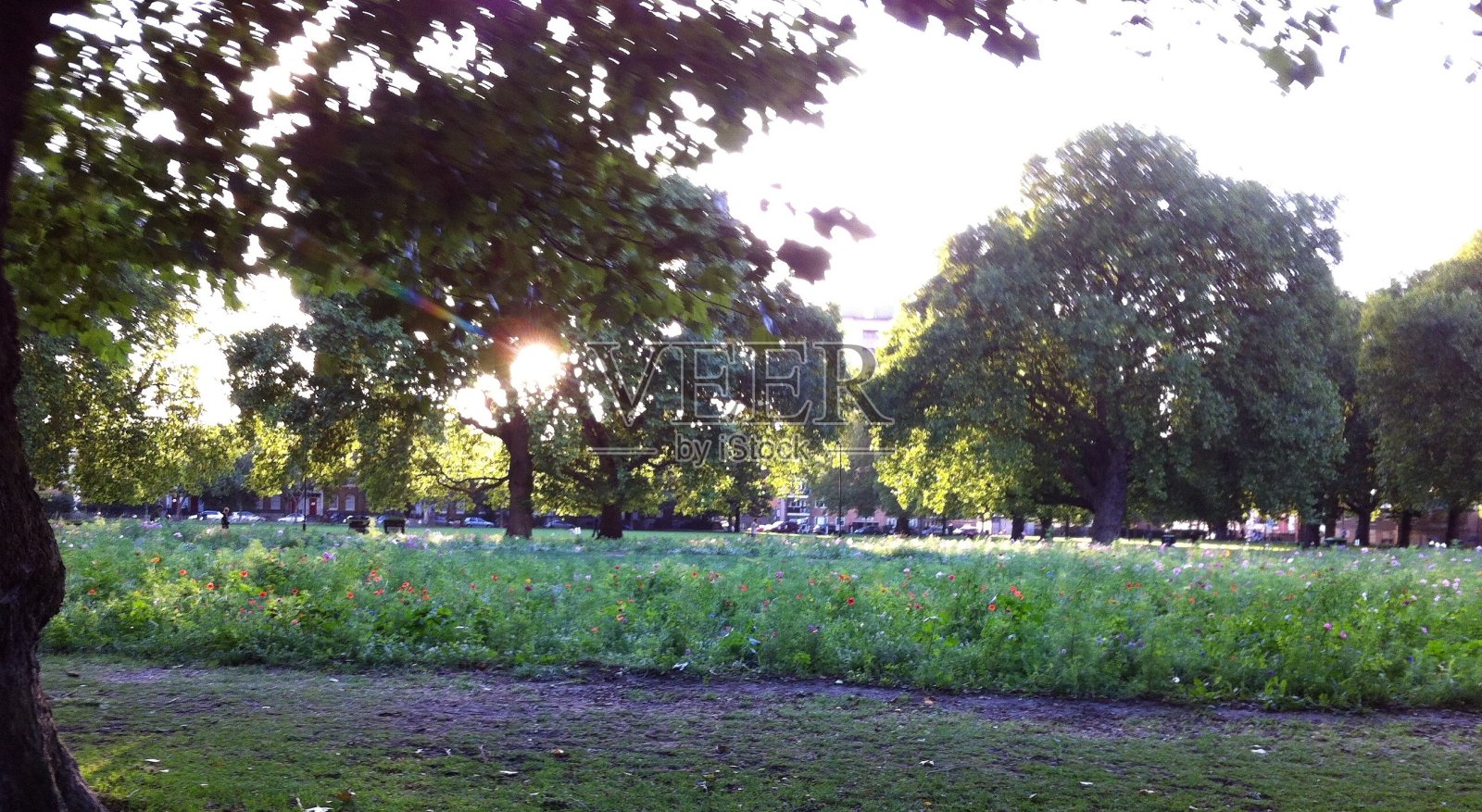 花坛照片摄影图片