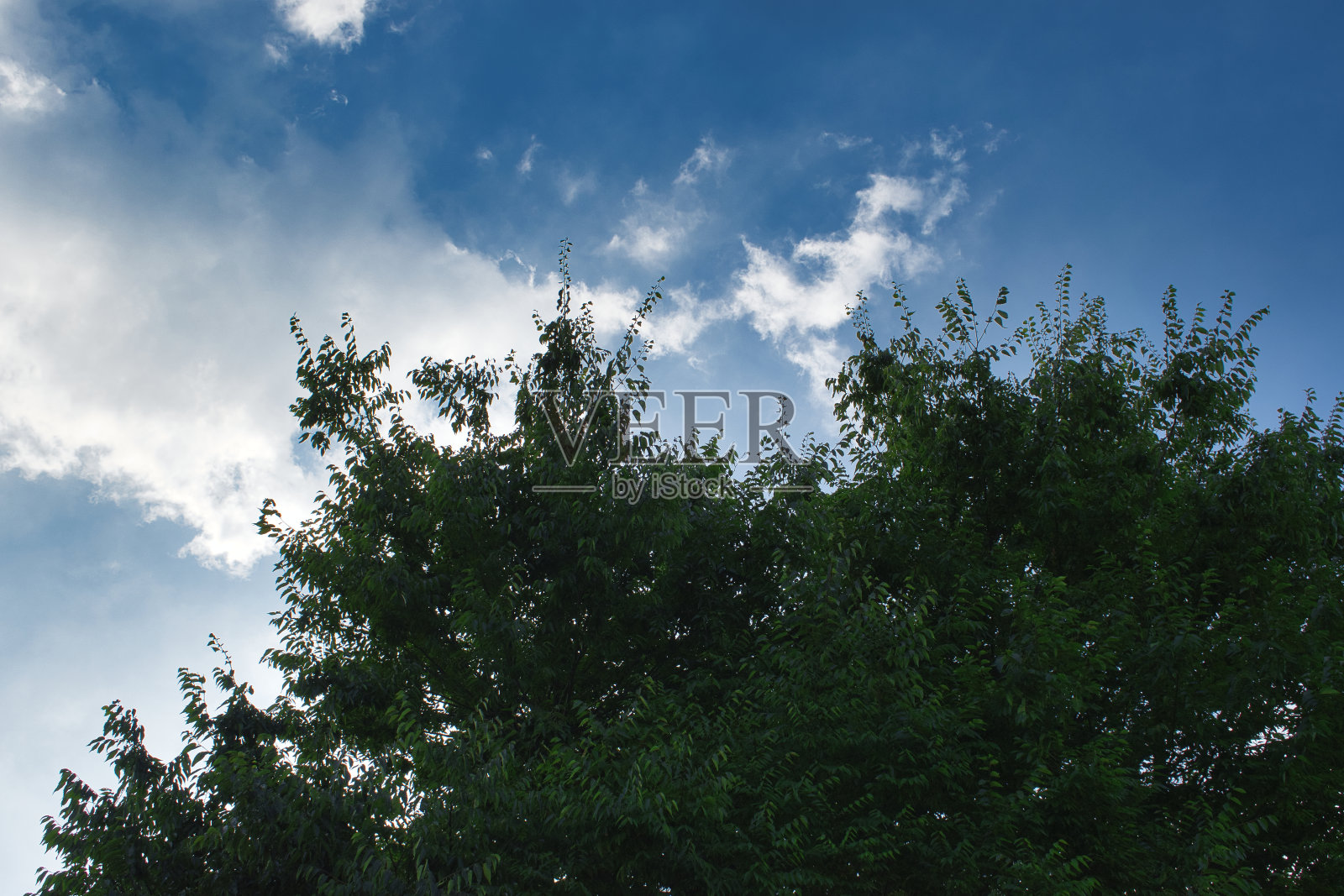树木和夏日的天空照片摄影图片
