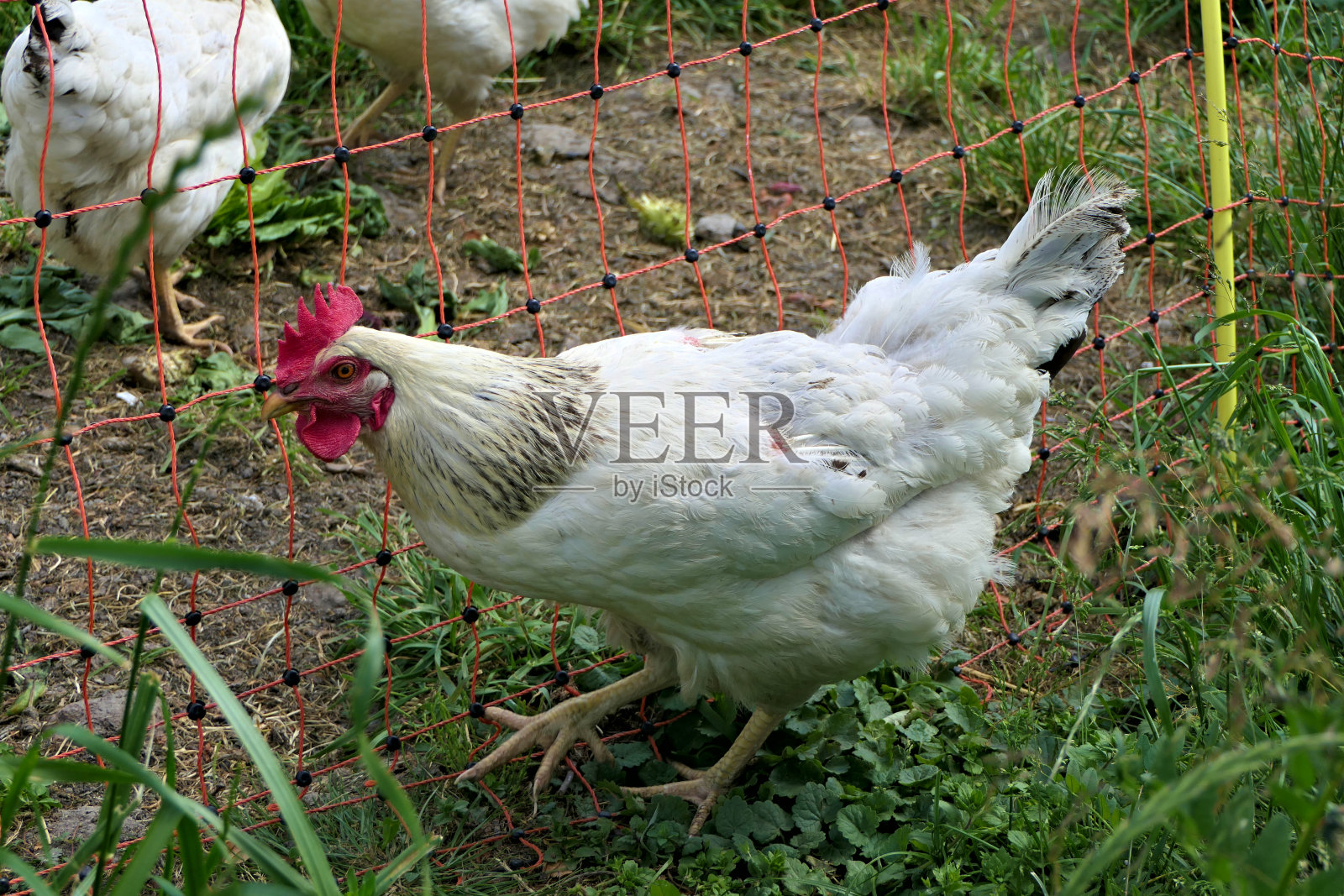 特写白色的自由放养母鸡站在户外的沙和草围栏外照片摄影图片