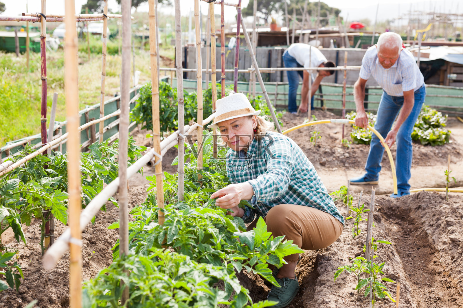 成熟的妇女园丁与番茄灌木丛附近的棚架照片摄影图片