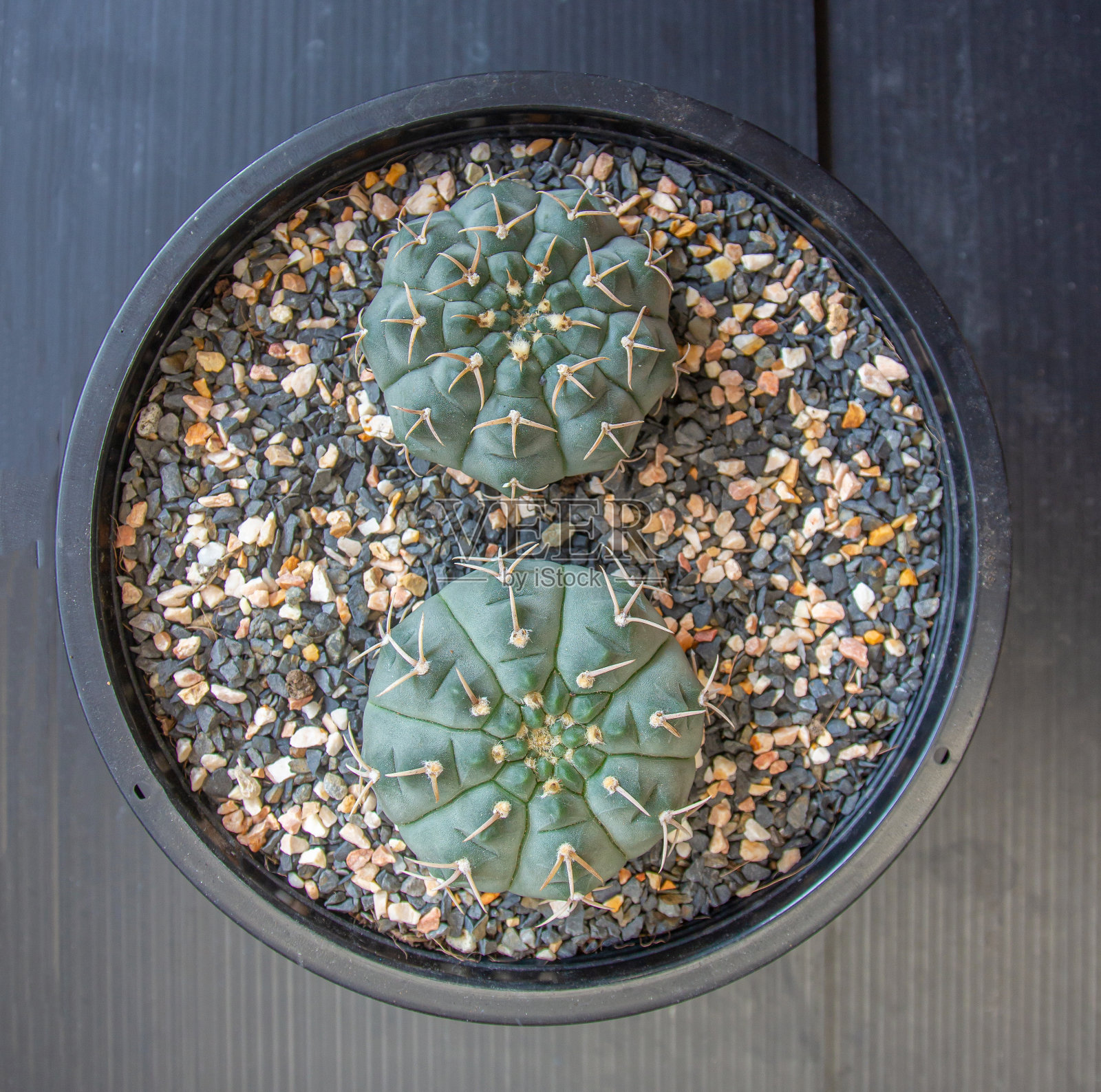 靠近花盆中的仙人掌照片摄影图片