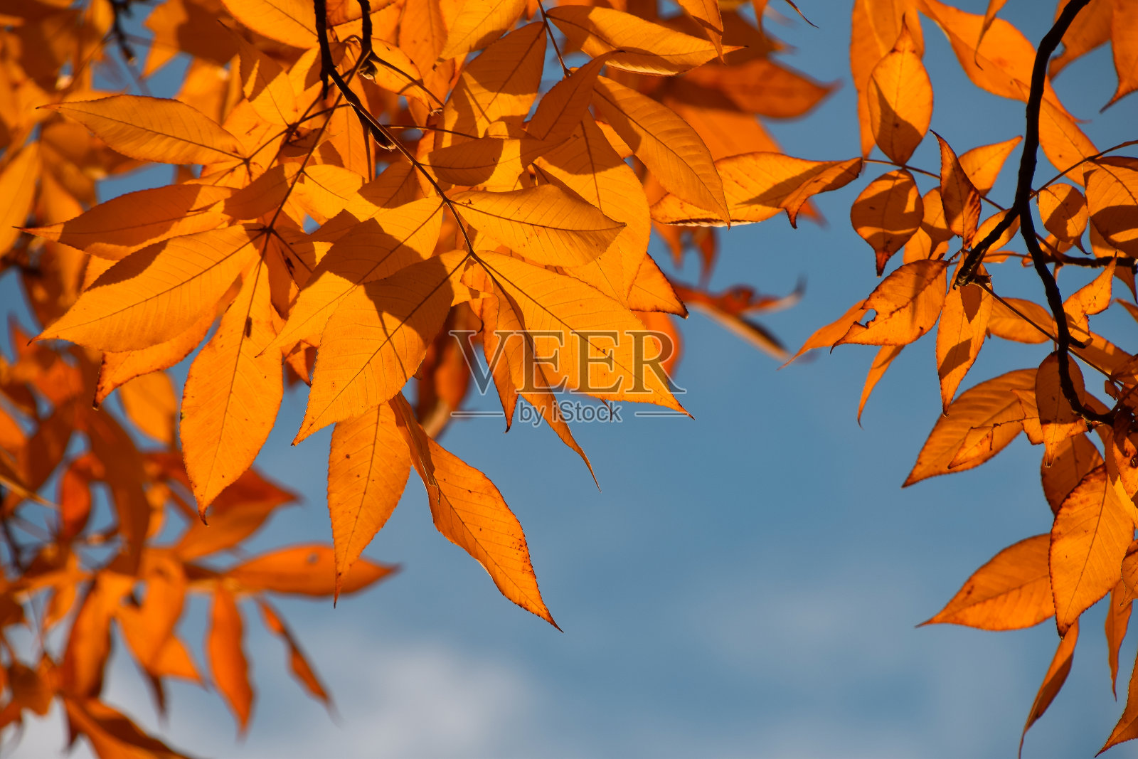 合上秋日枯黄的树叶照片摄影图片