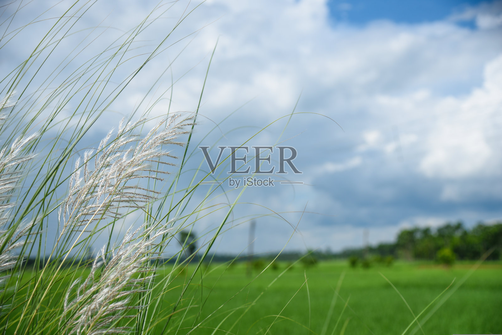 美丽的白色喀什或Kans草在印度西孟加拉在杜尔加普贾节日期间农田农田与蓝天绿色植物照片摄影图片