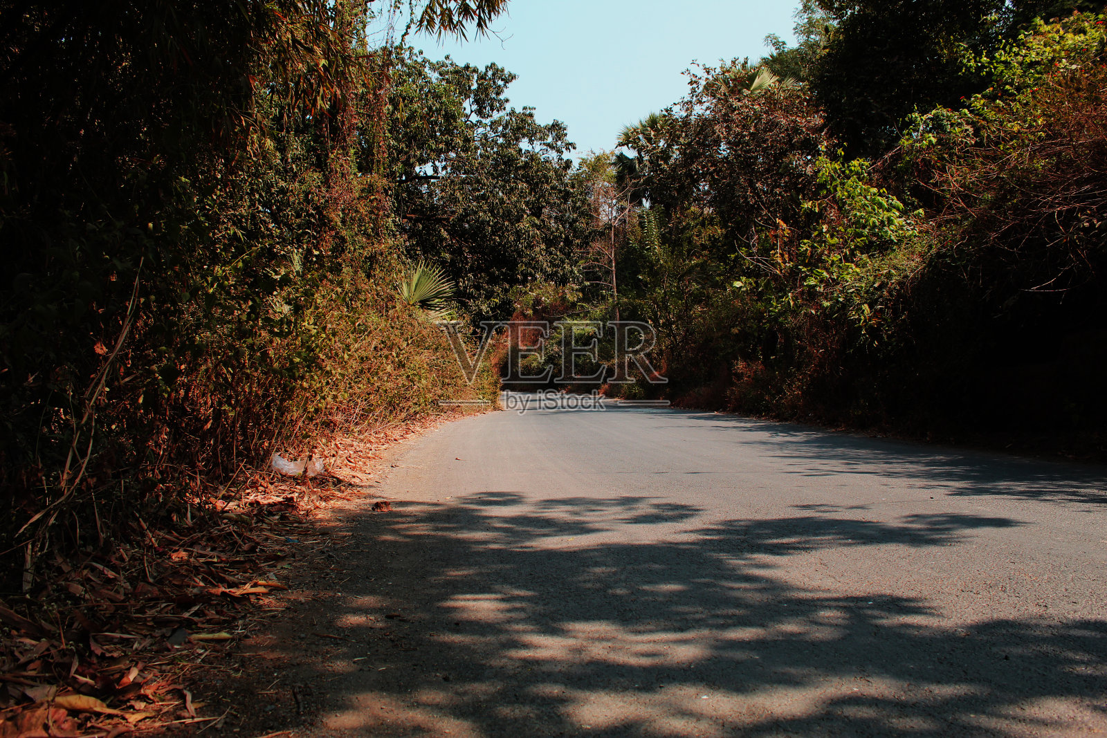 一条穿过树林的小路照片摄影图片