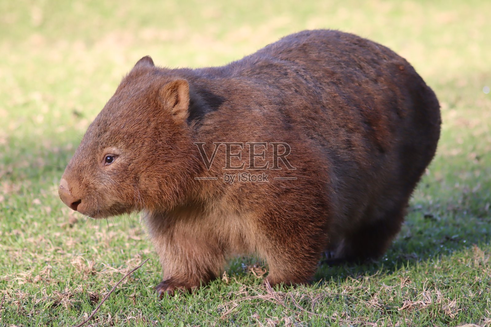澳大利亚袋熊照片摄影图片