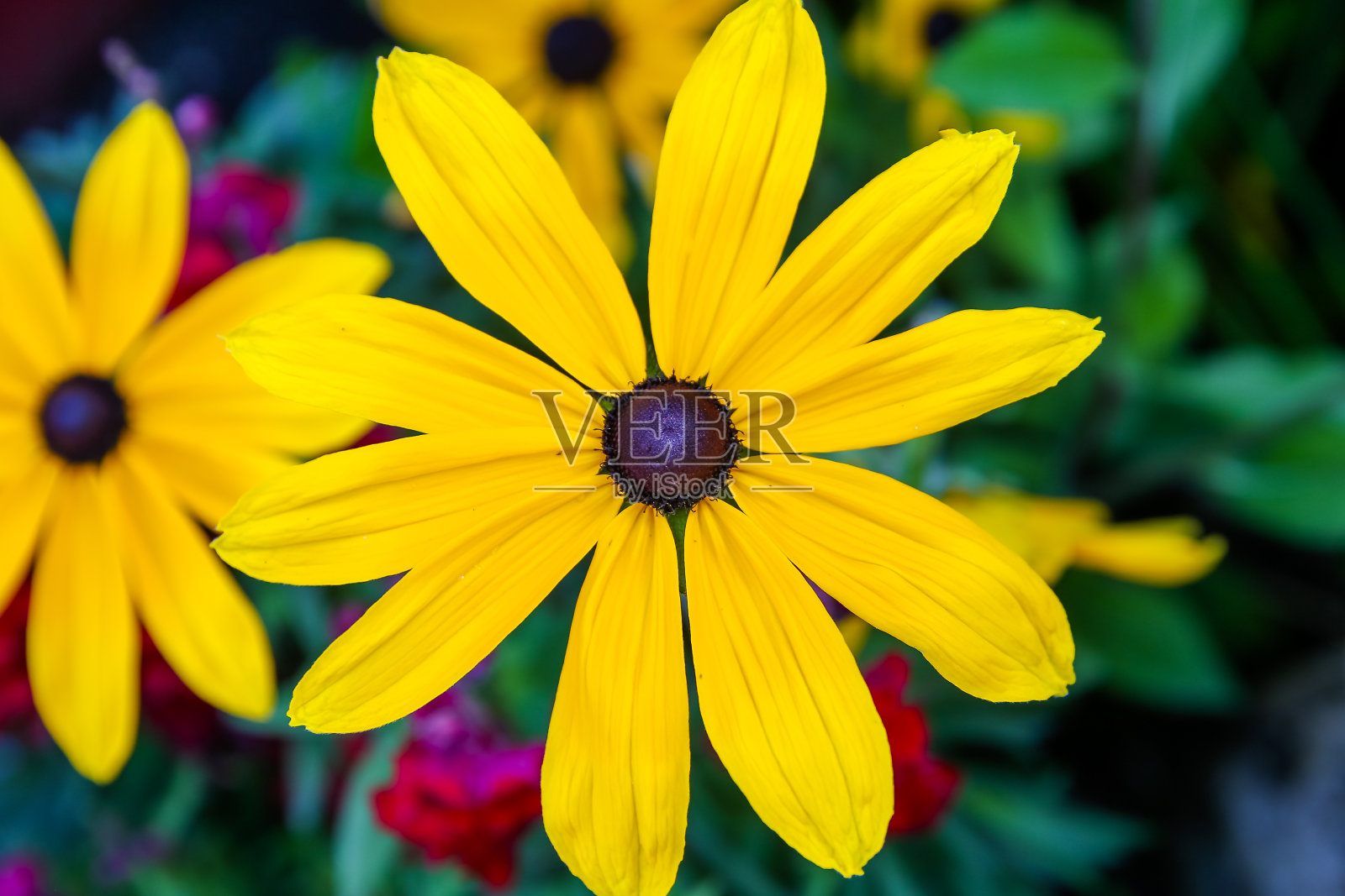 阿尔伯塔贾斯帕花园里的花照片摄影图片