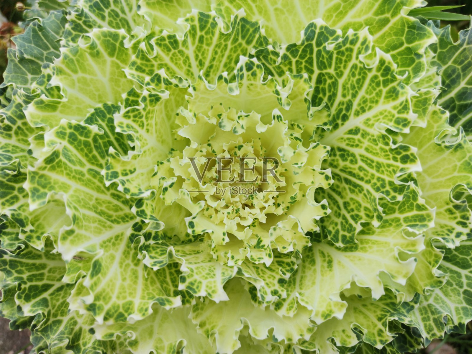 装饰白菜的抽象背景特写。照片摄影图片