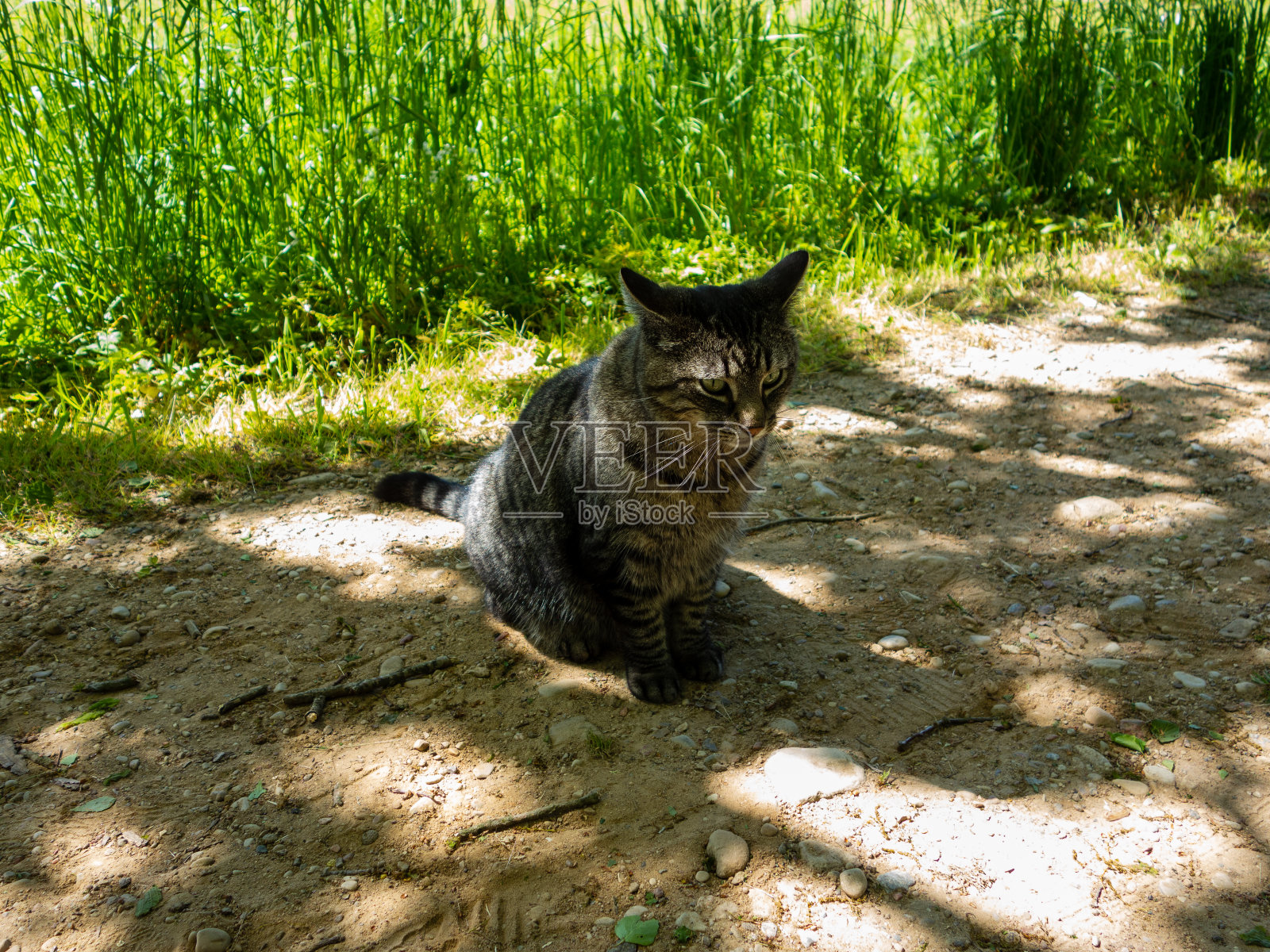 猫坐在砾石路上。照片摄影图片