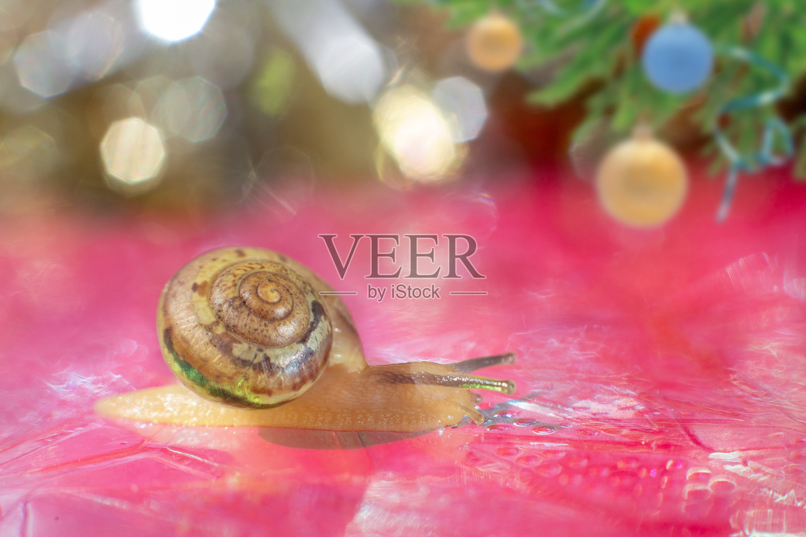 微距摄影金色小蜗牛在闪亮的粉红色与圣诞散景。照片摄影图片