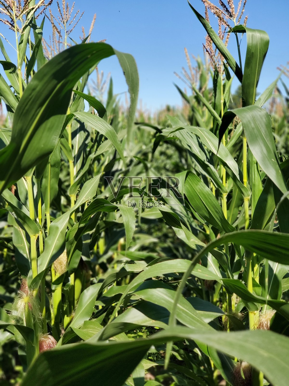 在玉米地里照片摄影图片