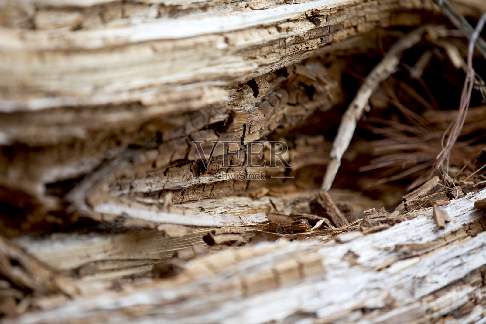 自然的力量体现在安大略森林里的微爆发或龙卷风。照片摄影图片