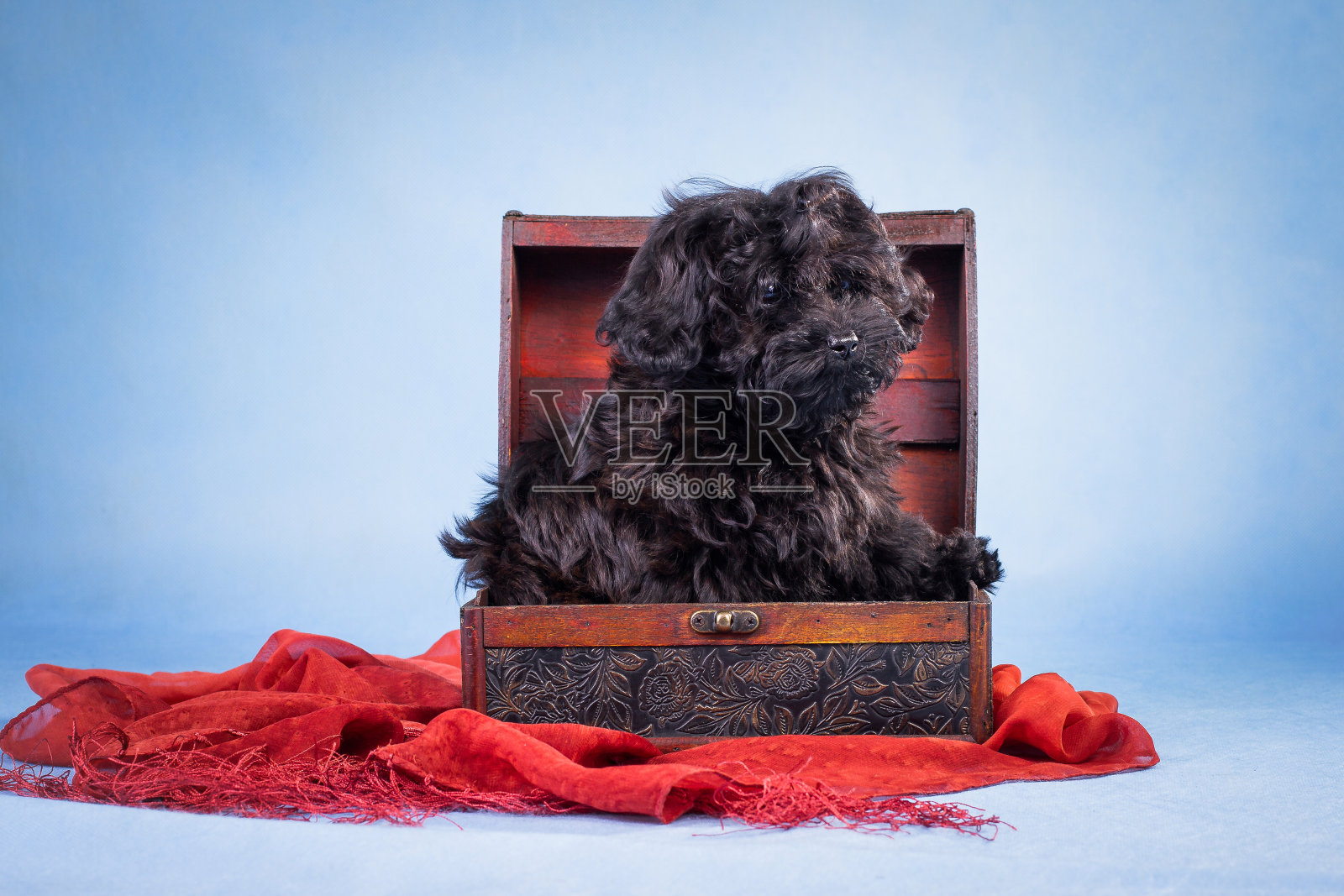 黑色的小狗戴着红色的围巾照片摄影图片