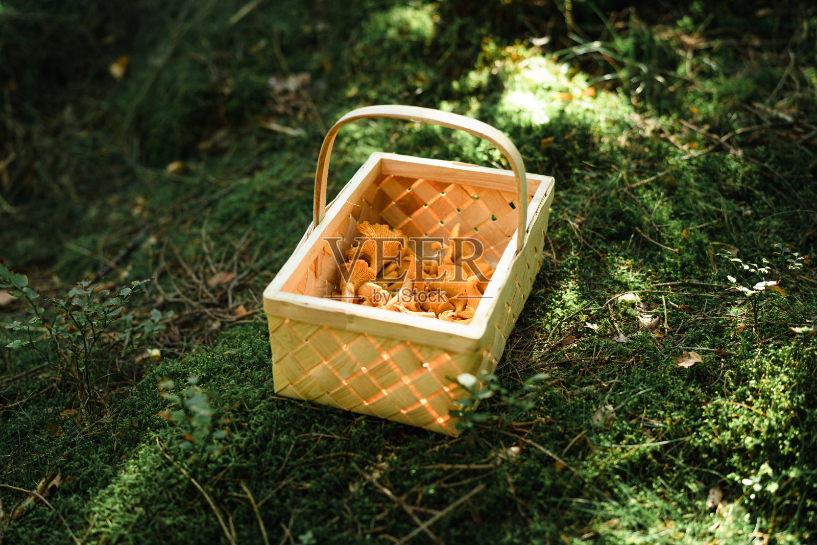 满满一篮子鸡油菌照片摄影图片