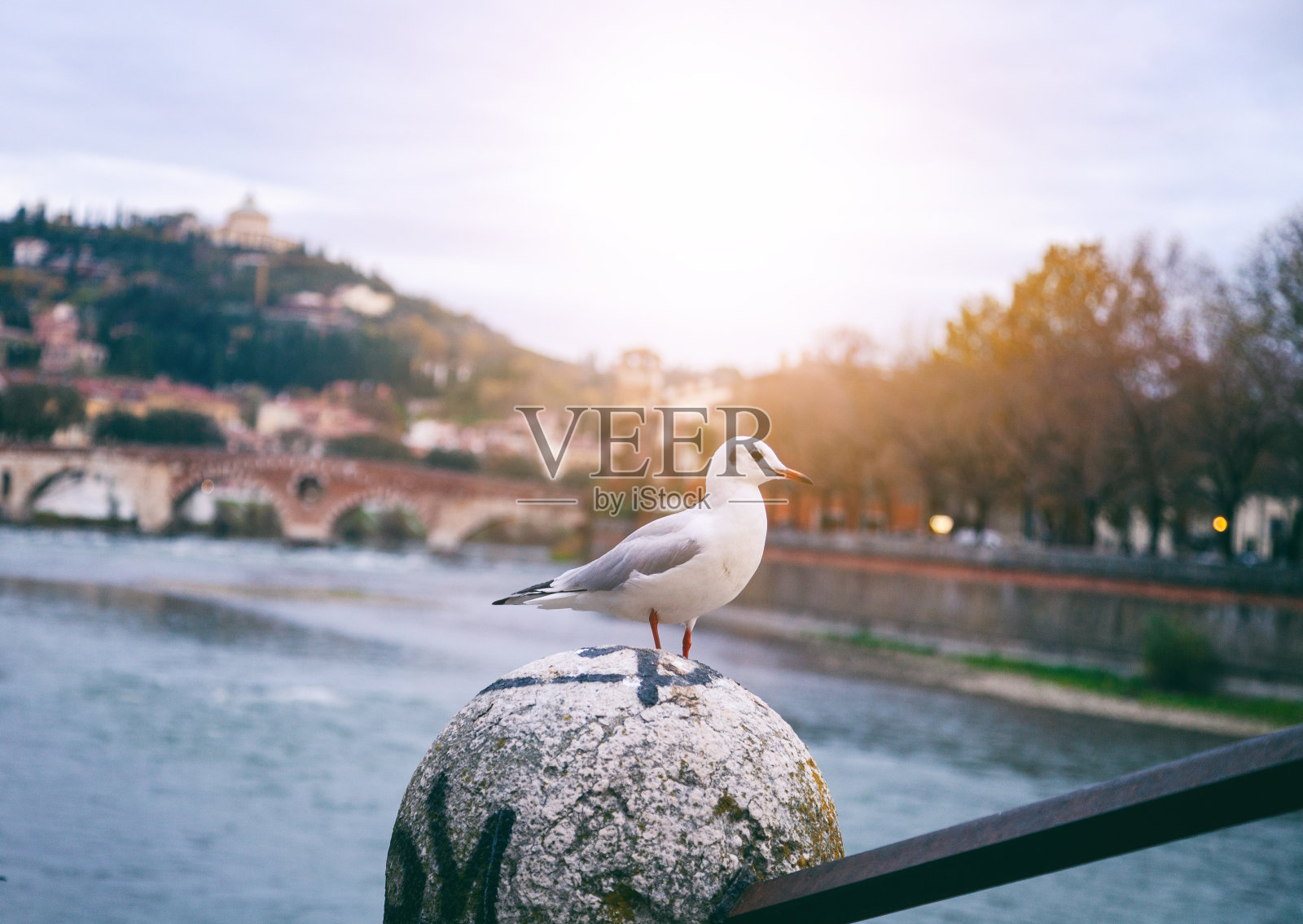 秋城河堤上一只白色海鸥的画像。意大利维罗纳。美丽的城市照片摄影图片