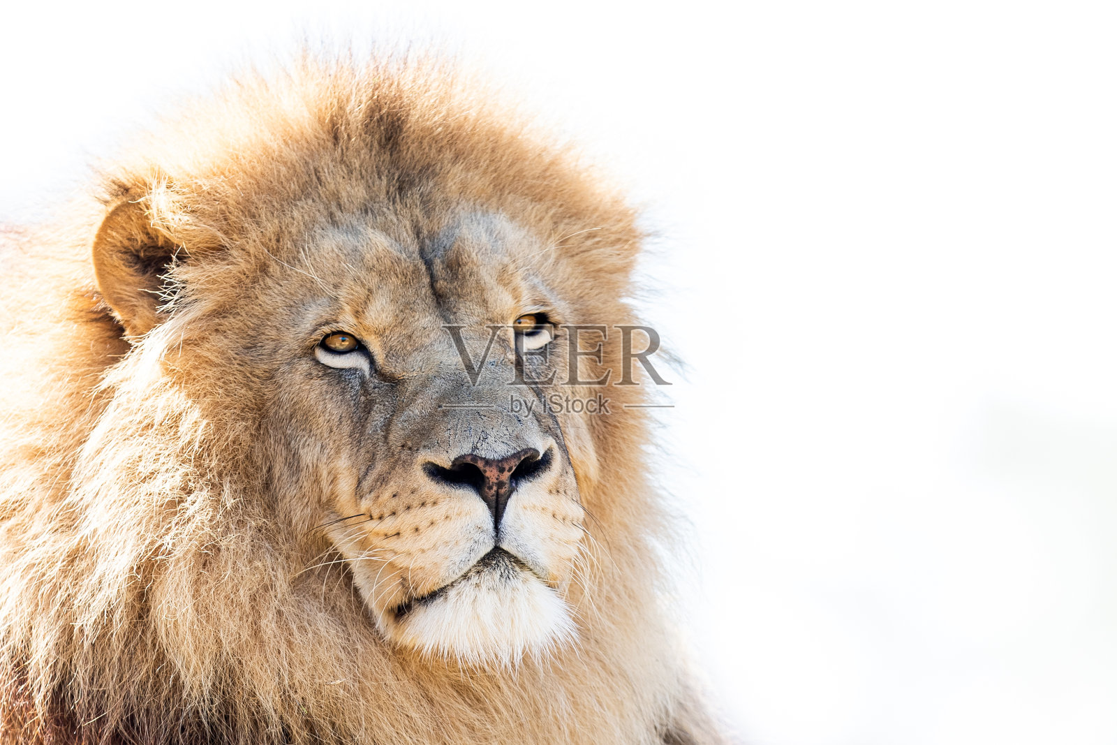 森林里狮子的肖像照片摄影图片