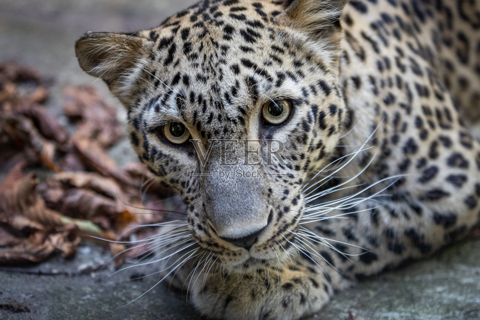 波斯豹非常仔细地看照片摄影图片