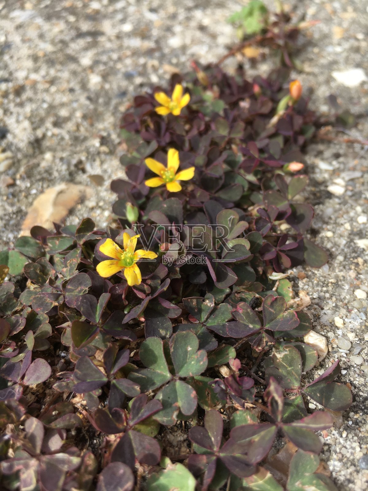 匍匐的酢浆草，开黄色小花，紫叶，杂草照片摄影图片