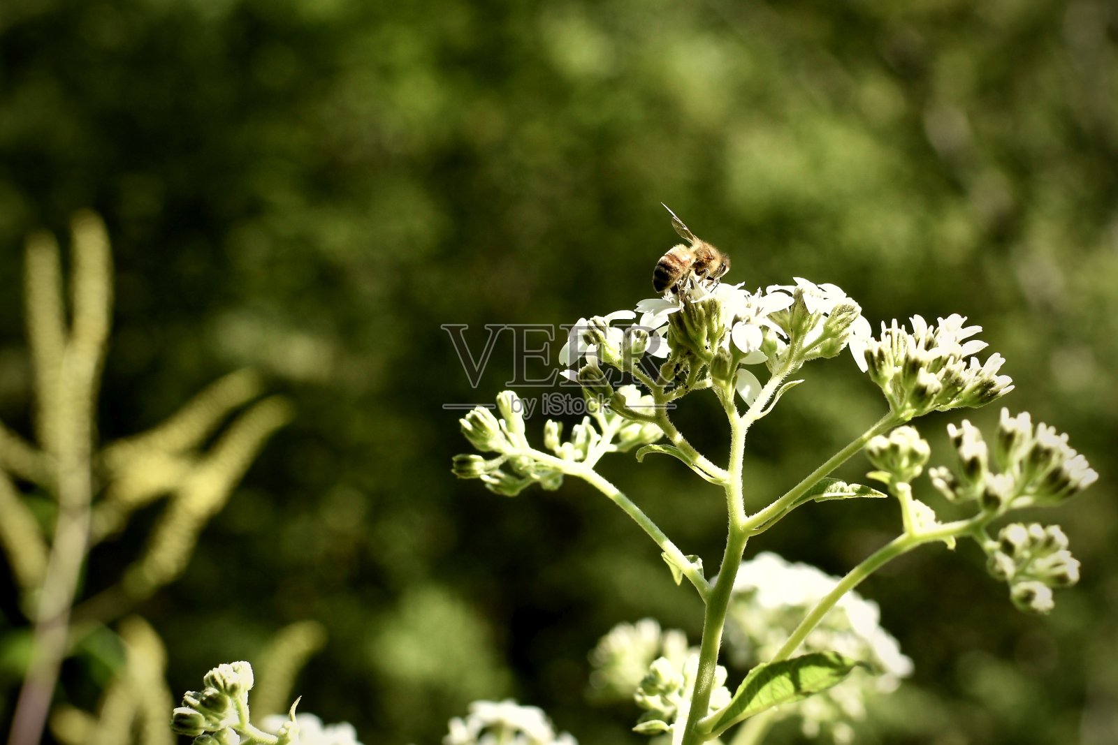 蜜蜂觅食照片摄影图片