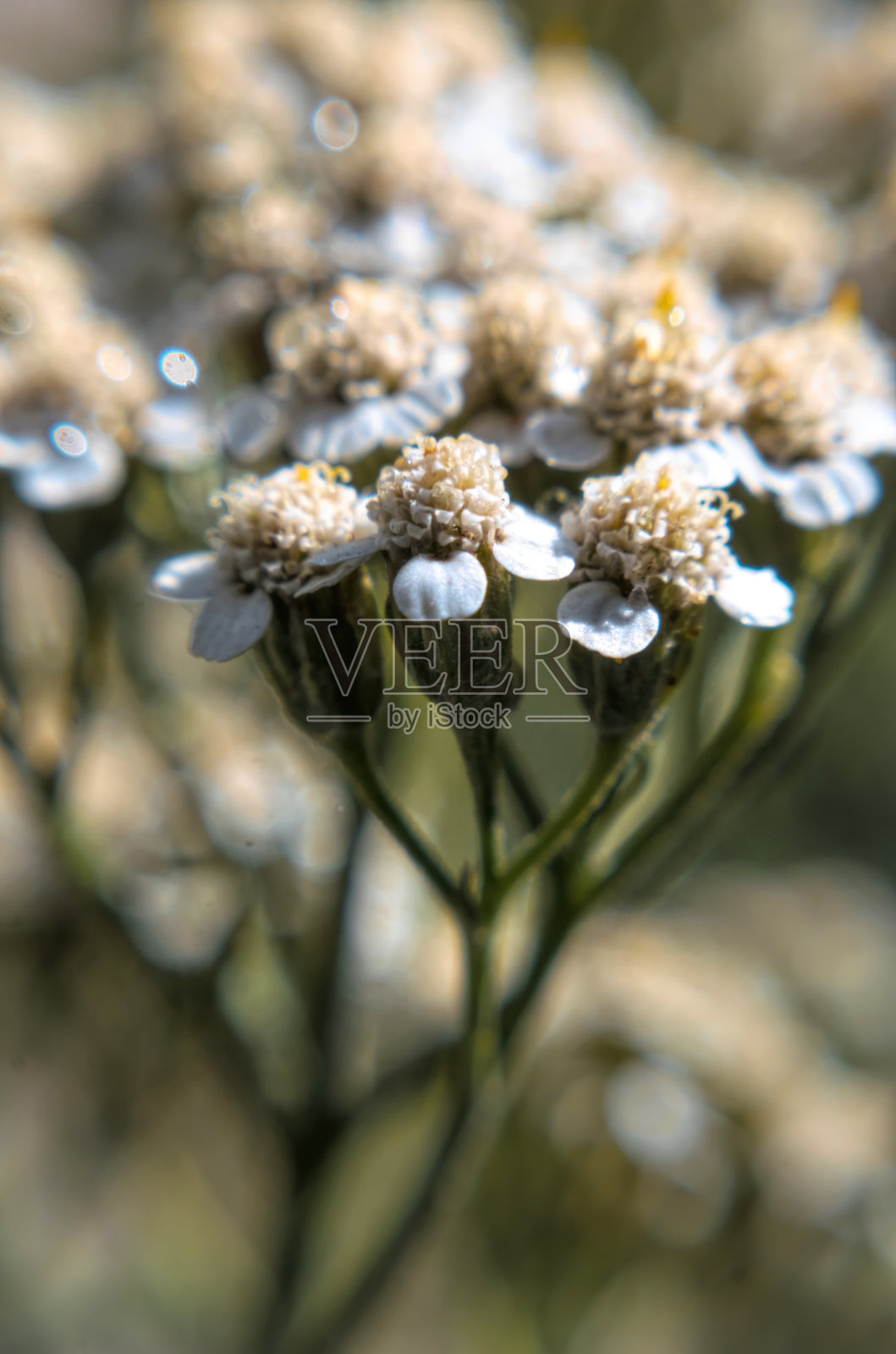 阳光照耀的田野上的蓍草野花照片摄影图片