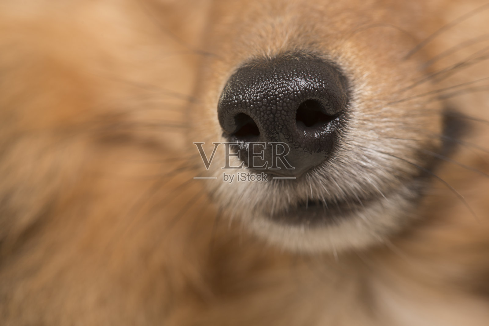 从侧面看一只狗的鼻子的特写照片摄影图片