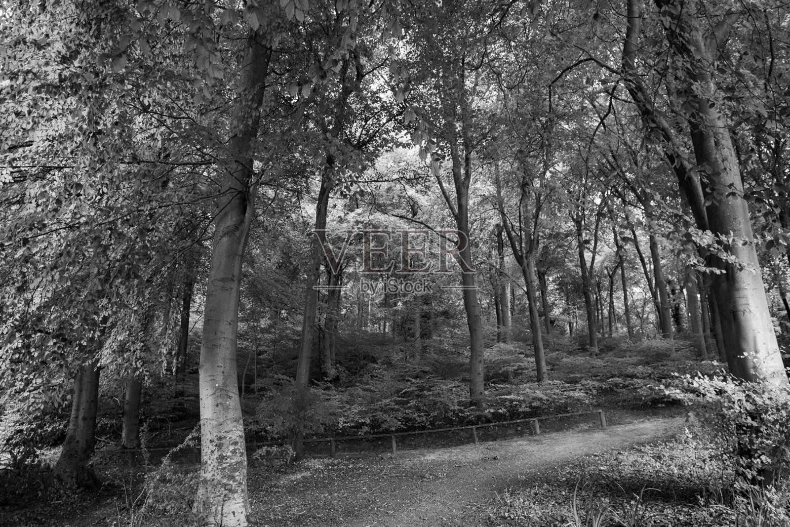 森林里的树木黑白相间，有小径和灌木照片摄影图片