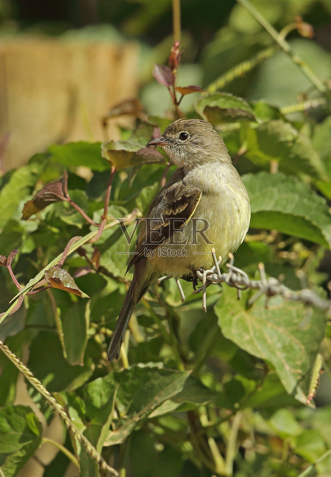 胆小的Elaenia照片摄影图片