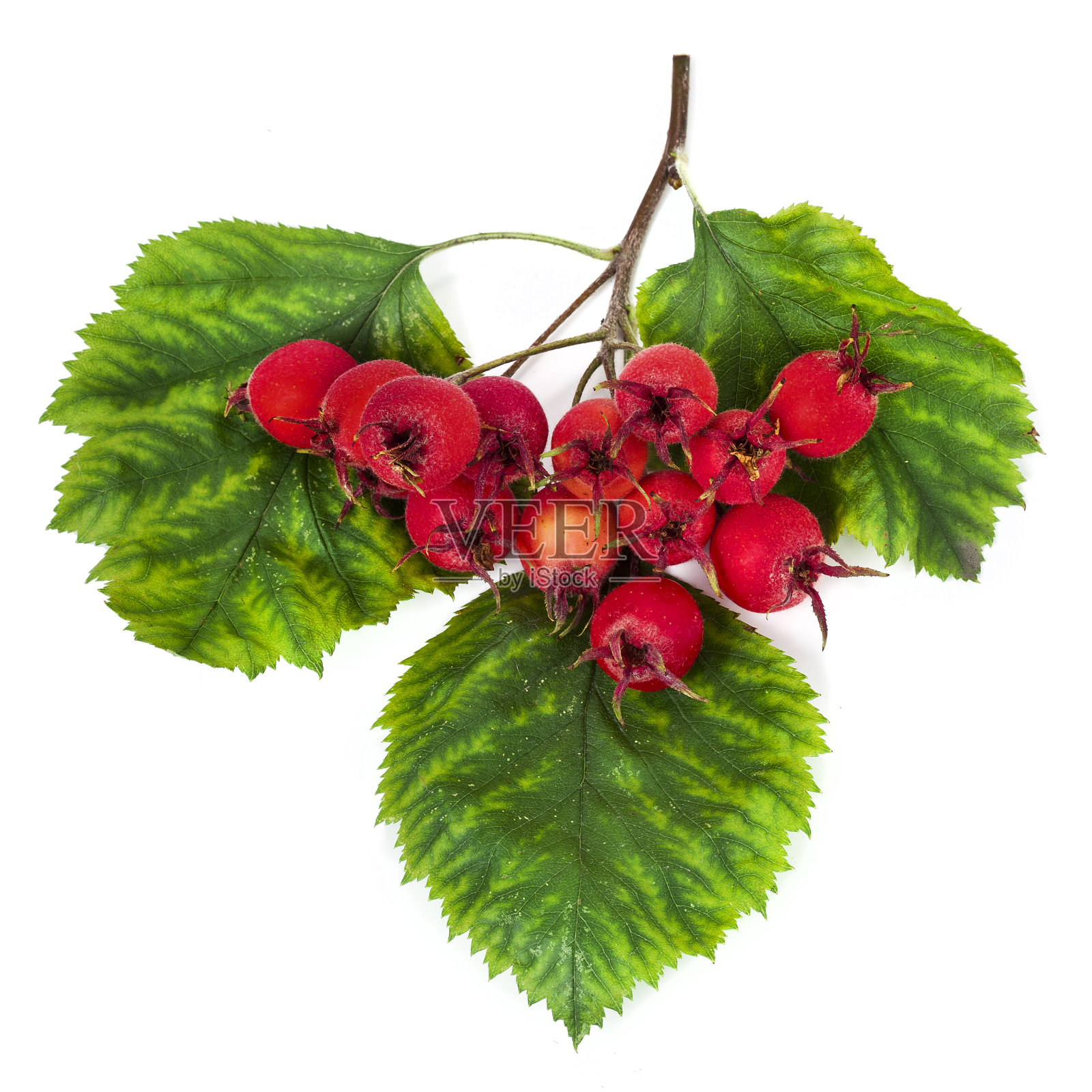 山楂的浆果和叶子照片摄影图片