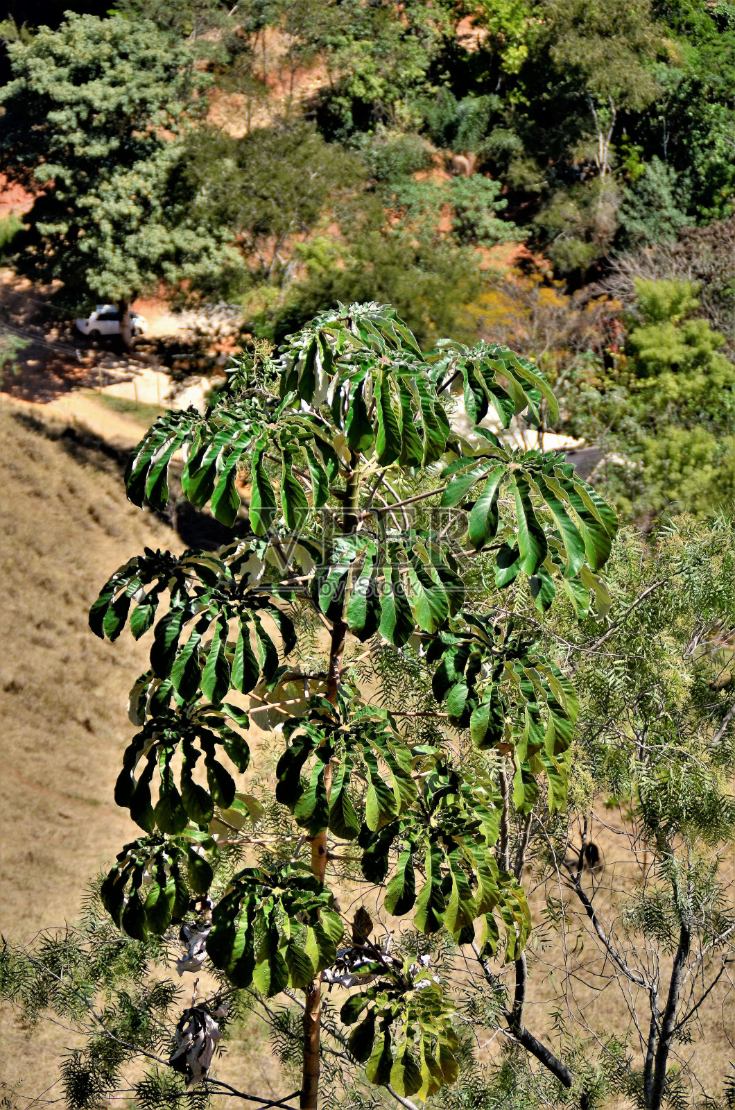 长在无田的pachystacha照片摄影图片