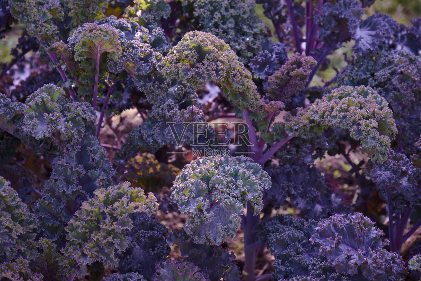 装饰成分为鲜装饰甘蓝，品种卷曲猩红，秋季花束。秋季植物园中的五彩装饰卷心菜。照片摄影图片