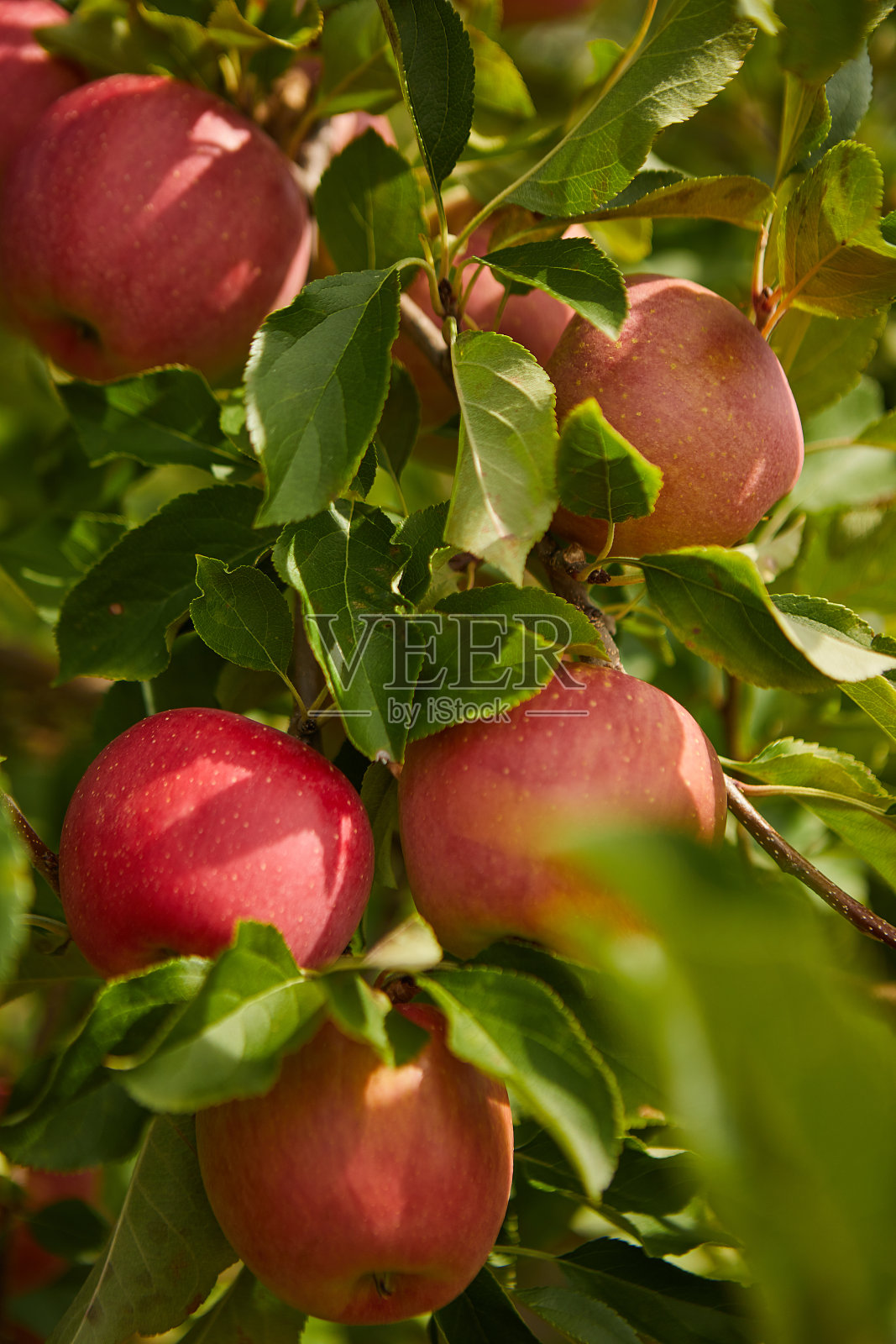 苹果园的树枝上挂着闪闪发光的美味苹果照片摄影图片