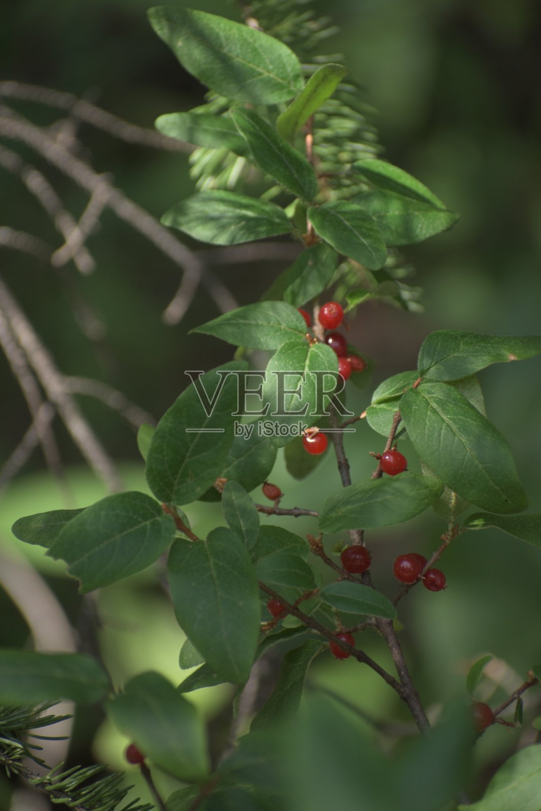 野生阿尔伯塔浆果和树叶照片摄影图片